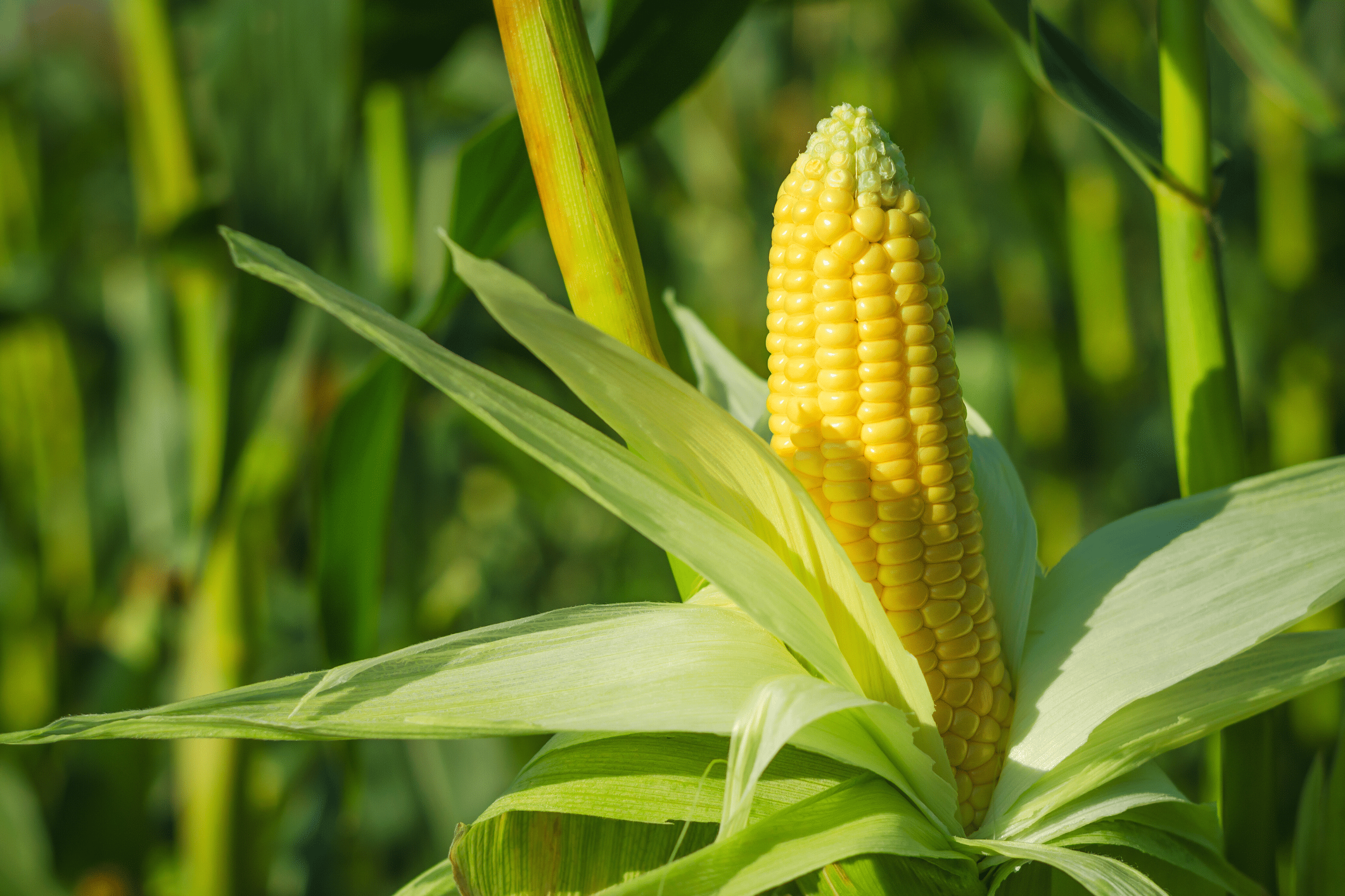 corn-crop